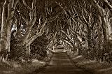 dark hedges 2